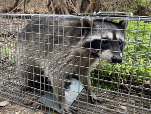 A raccoon in a trap, ready for removal.