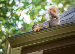 Squirrel peeking out on the roof edge. A tree in the background.