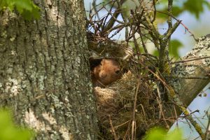 Squirrel in its nest on the tree. An animal in the spring in its shelter.